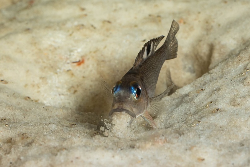 Lamprologus kungweensis 'Burton Bay'